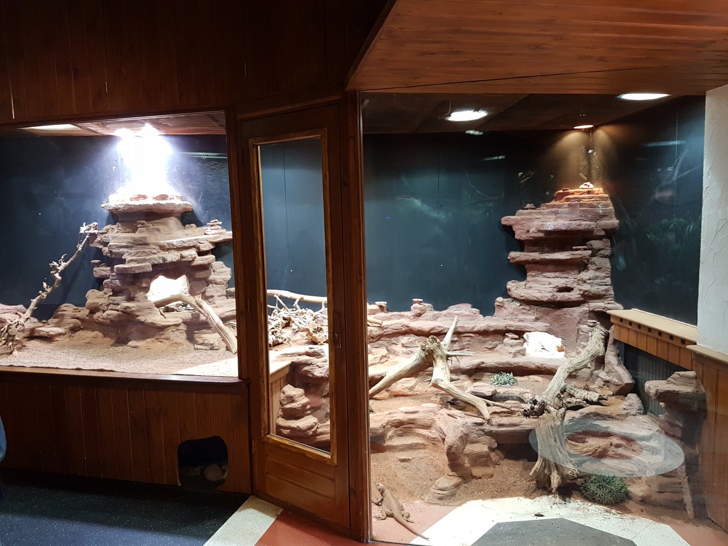 Chuckwalla-enclosure