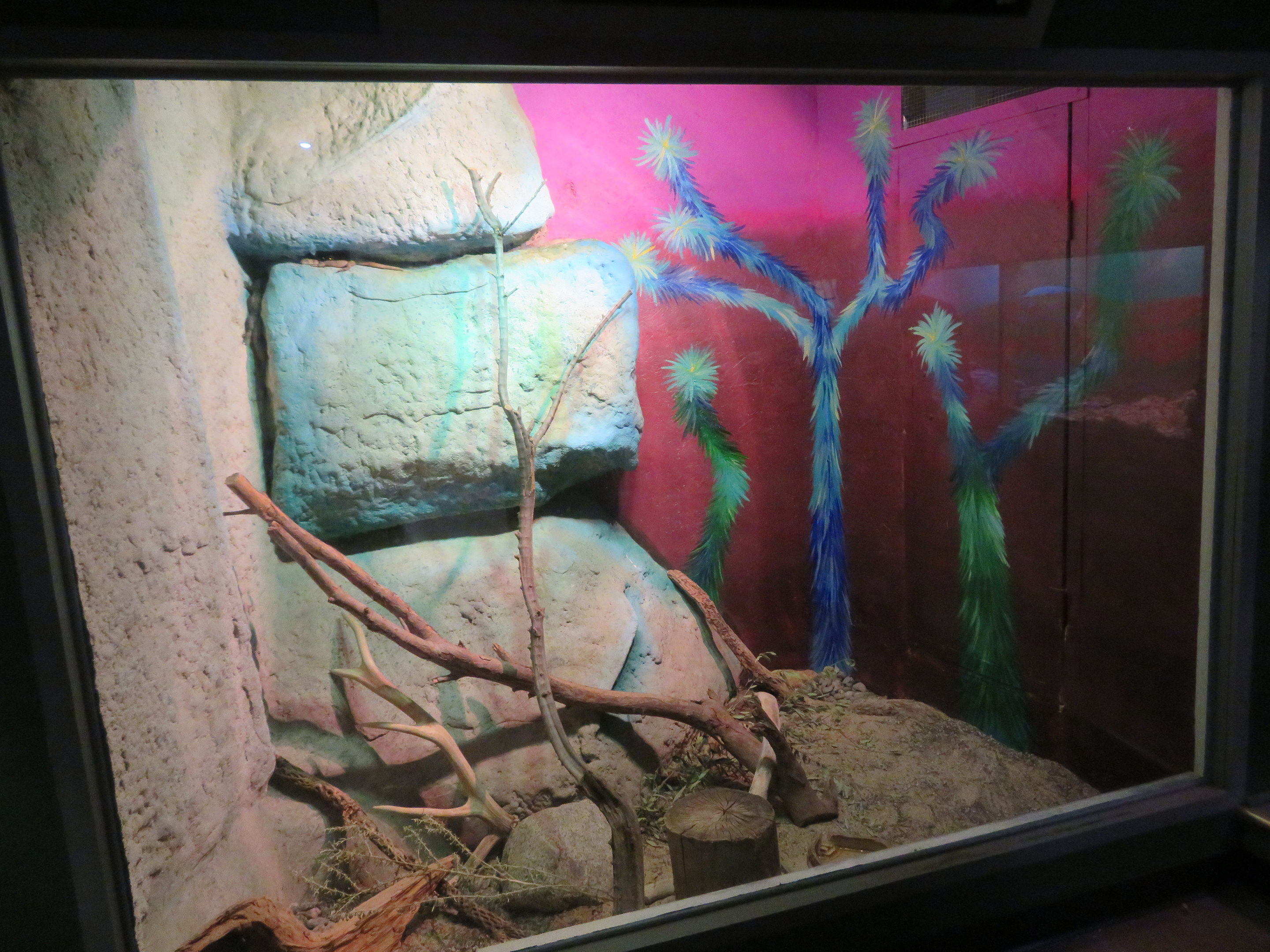 Chuckwalla Enclosure