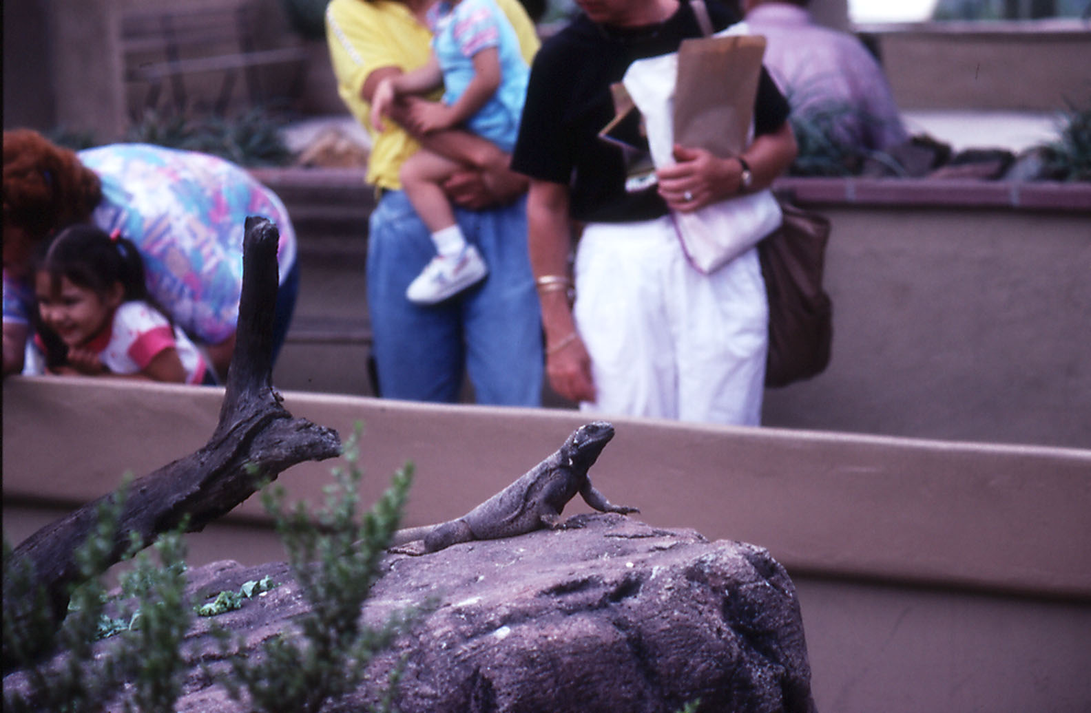 Chuckwalla Exhibit - 1988