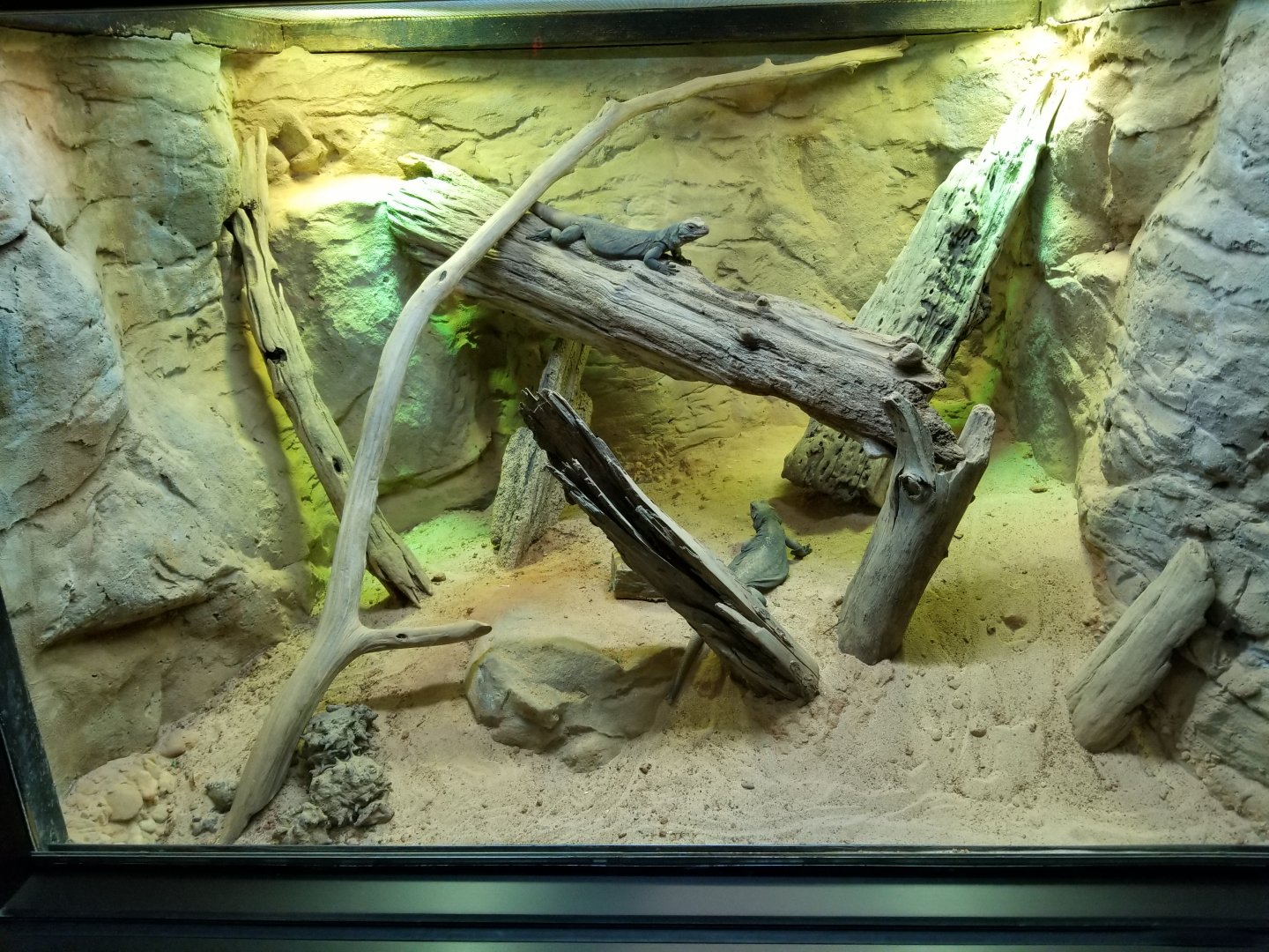 Chuckwalla Exhibit