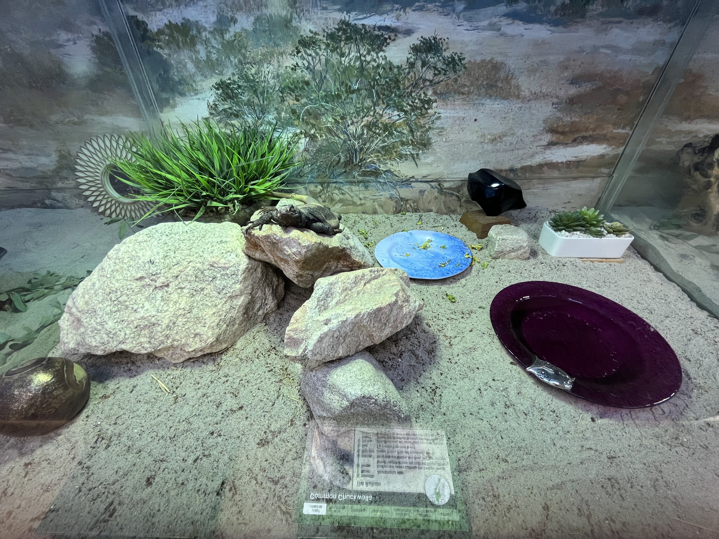 Chuckwalla Exhibit