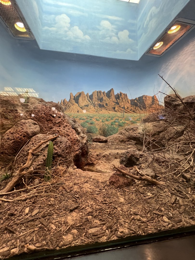 Chuckwalla/Gila Monster Exhibit