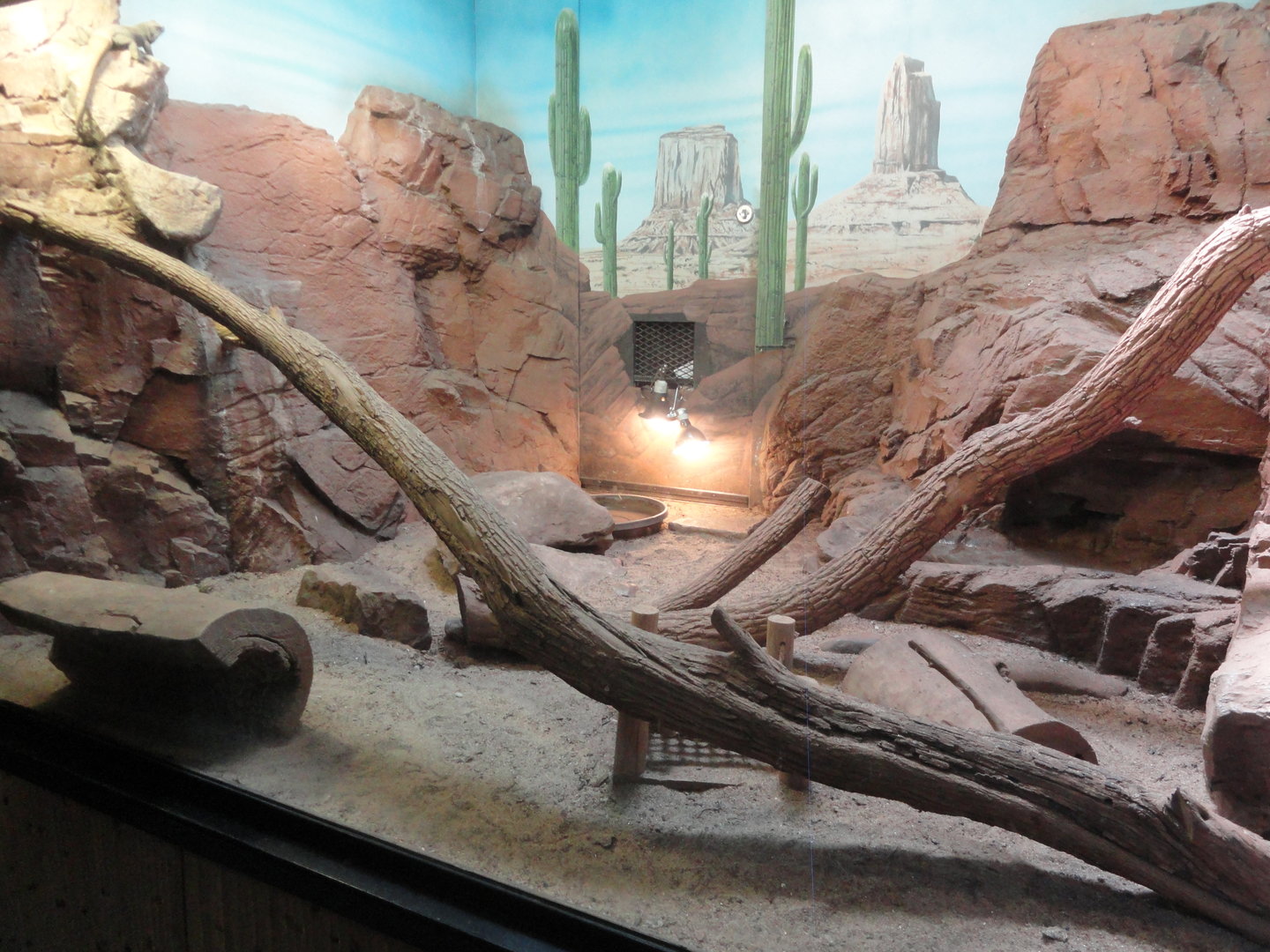 Chuckwalla, Gila Monster, Sonoran Desert Toad Exhibit