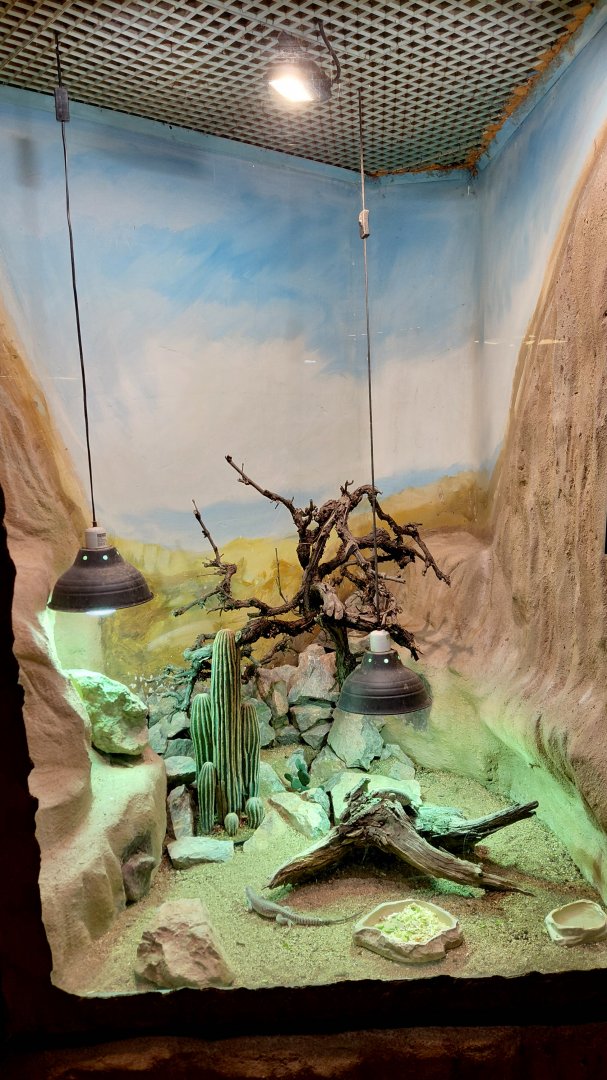 Chuckwalla + Iguana exhibit