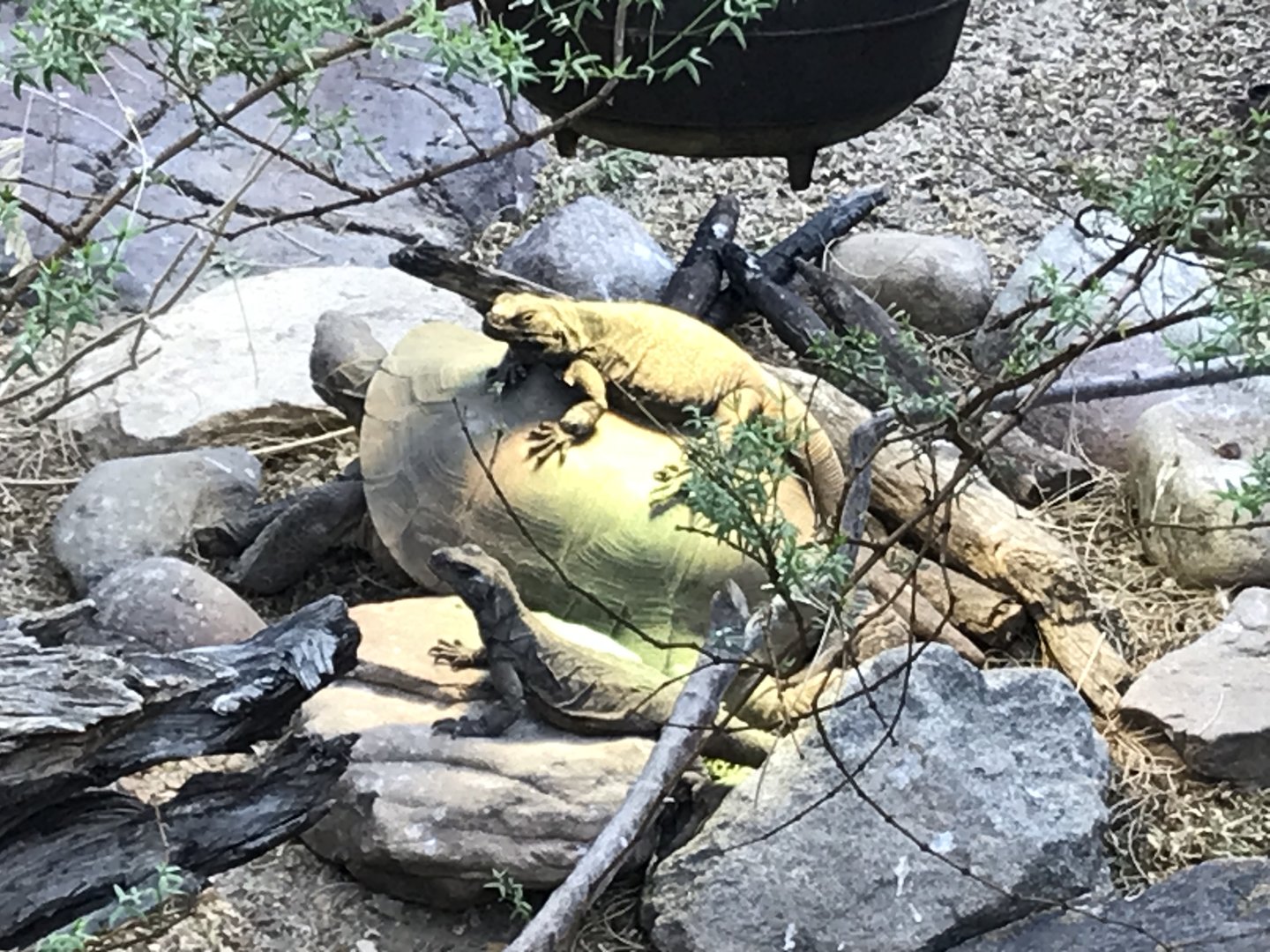 Chuckwalla on Desert Tortoise