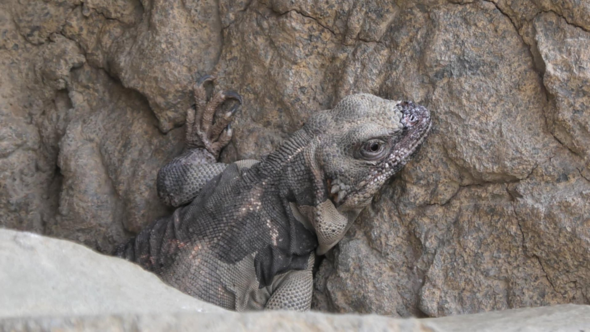 Chuckwalla on the rock wall