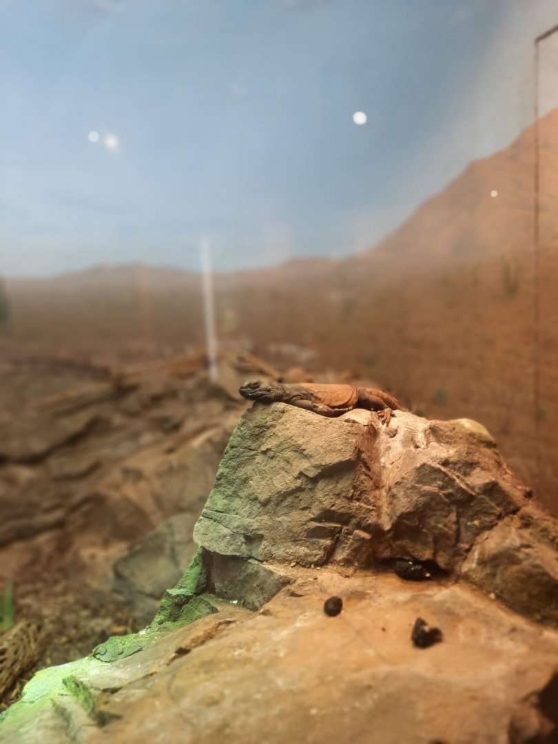 Chuckwalla (Sauromalus ater)