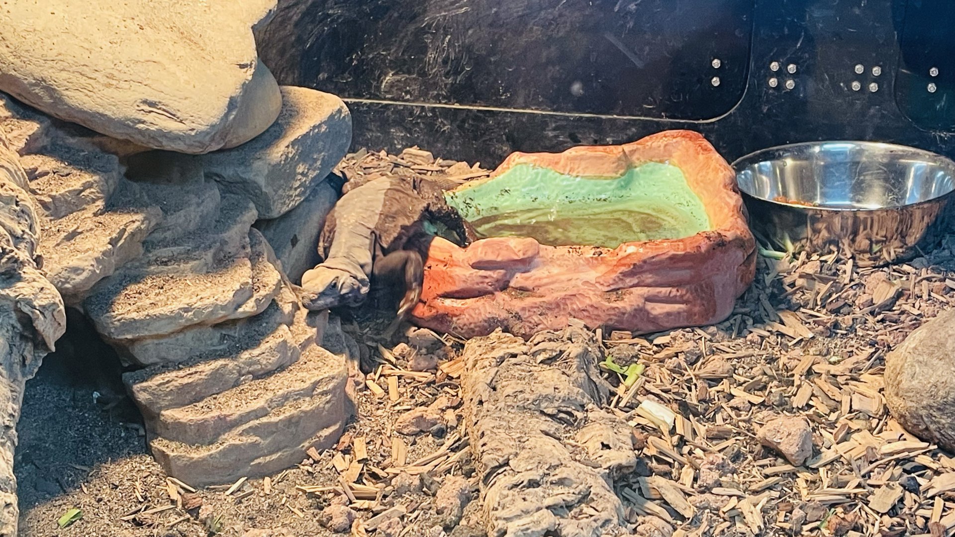 Chuckwalla (Sauromalus ater)