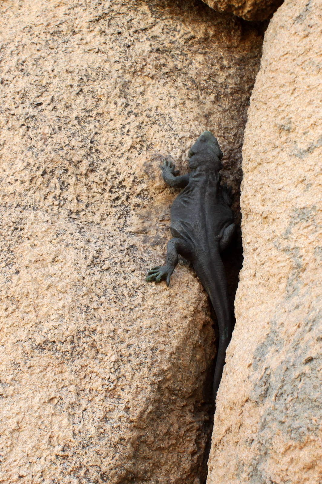 Chuckwalla Statue