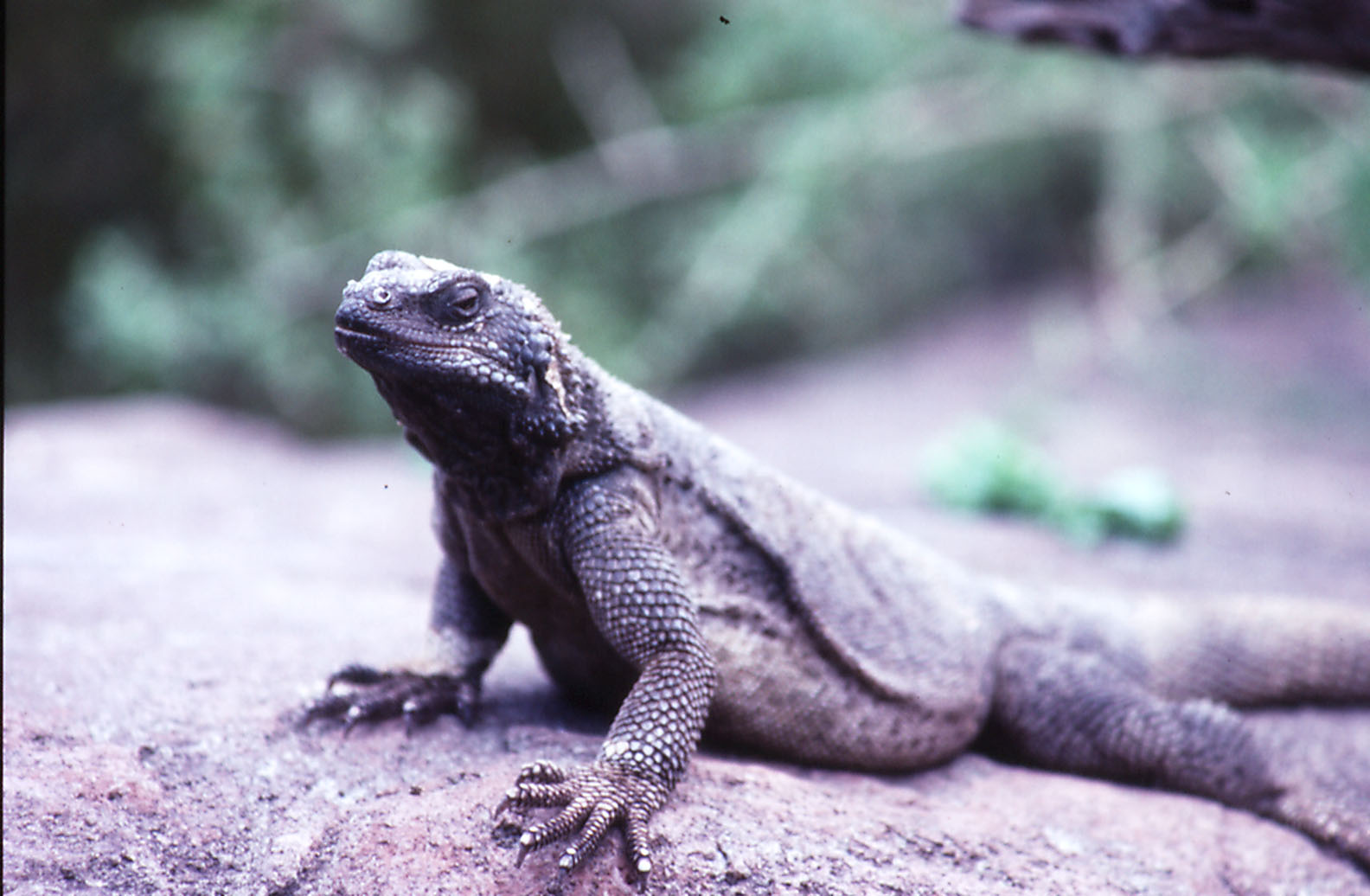 Chuckwalla