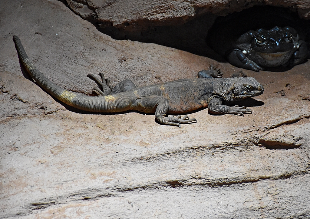 Chuckwalla