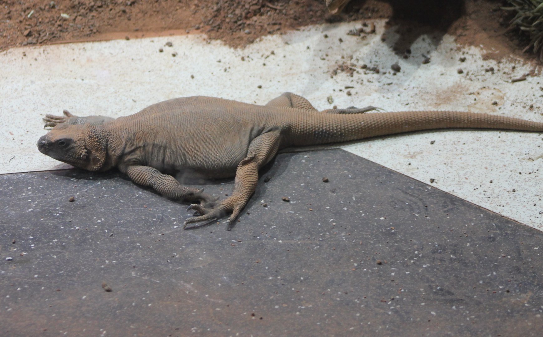 Chuckwalla