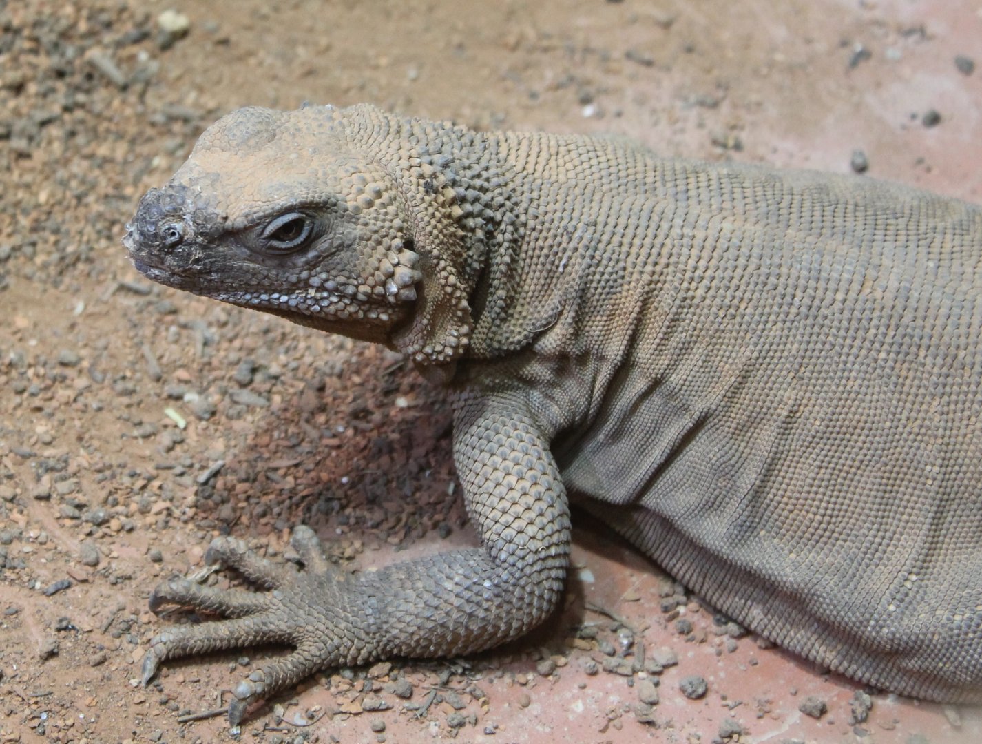 Chuckwalla