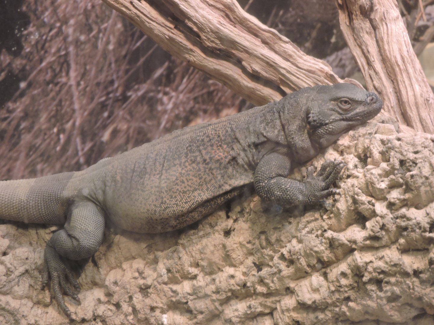 Chuckwalla