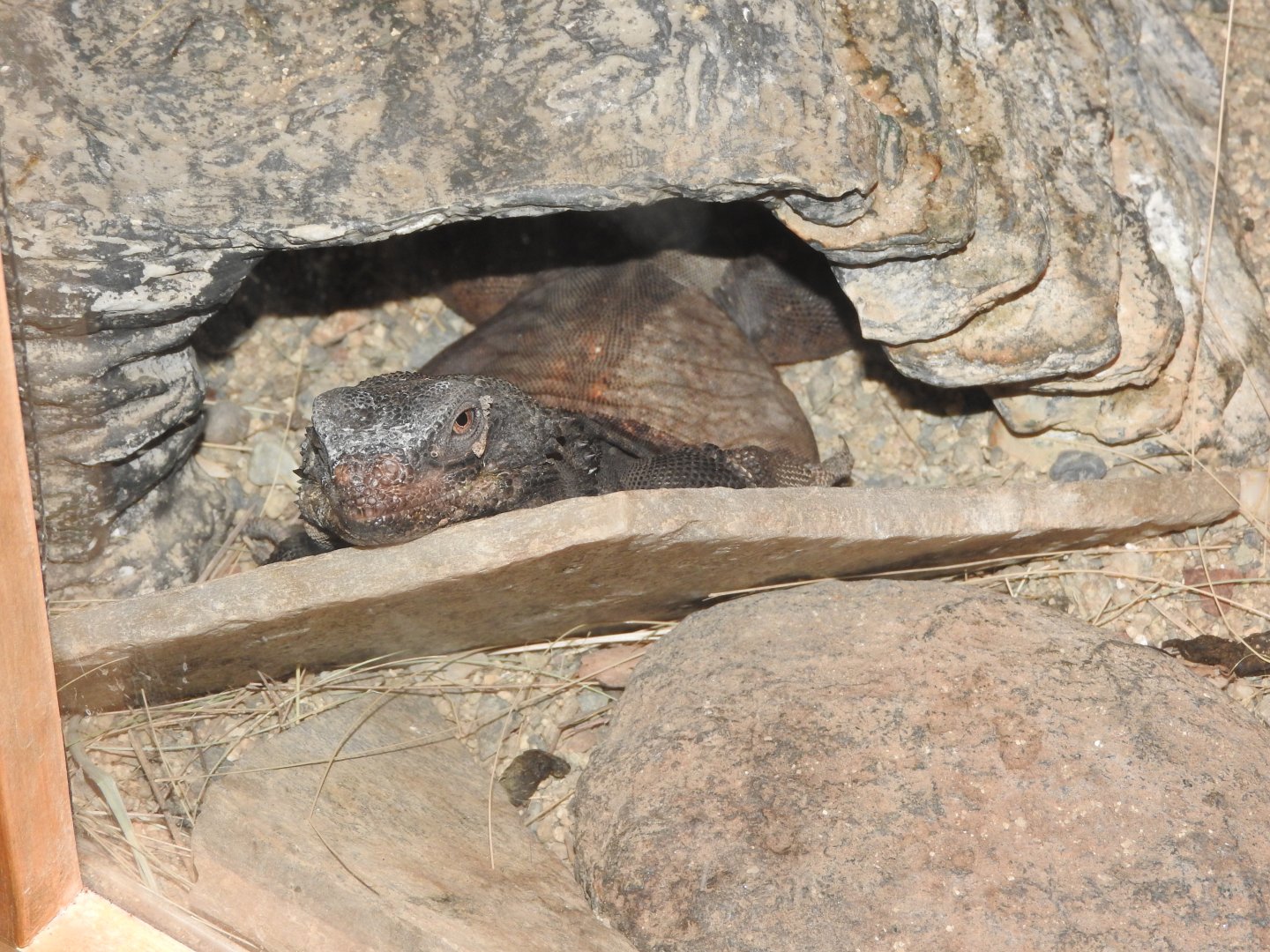 Chuckwalla