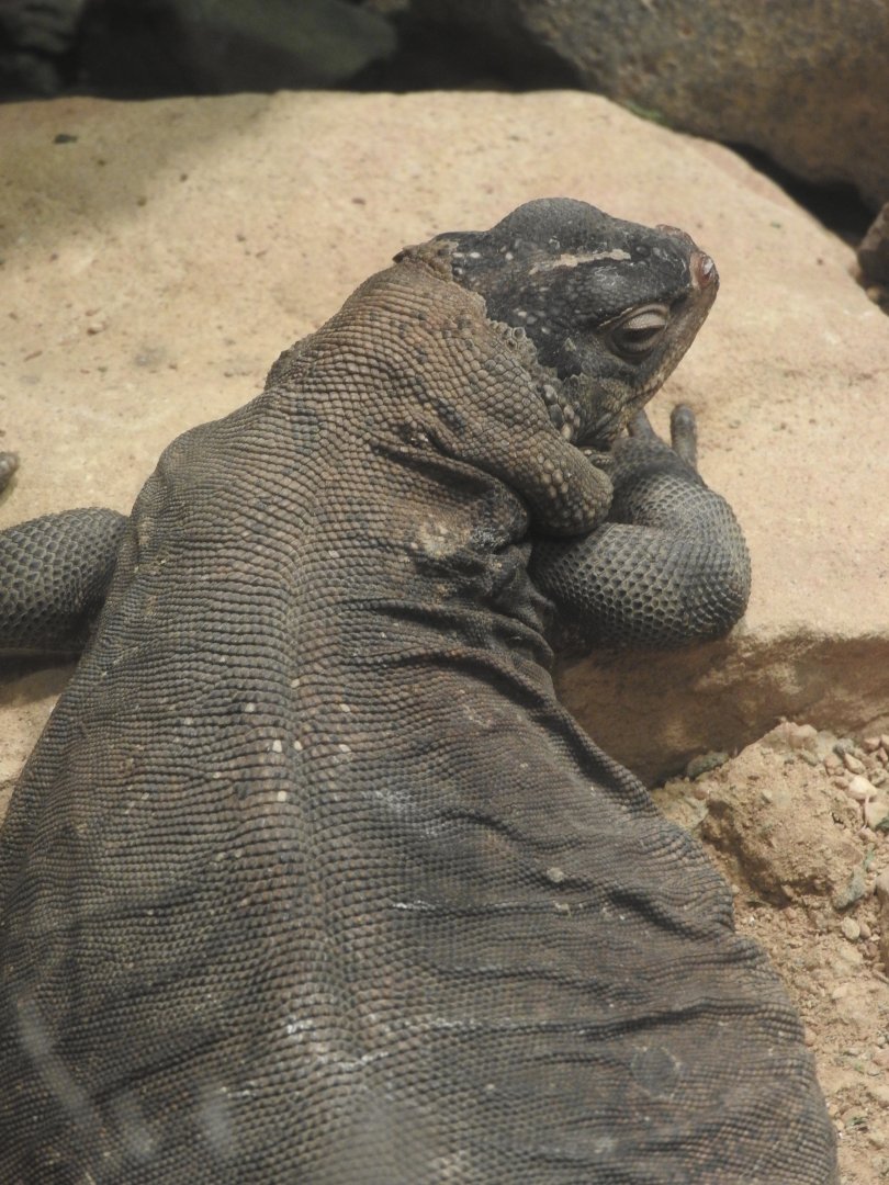 Chuckwalla