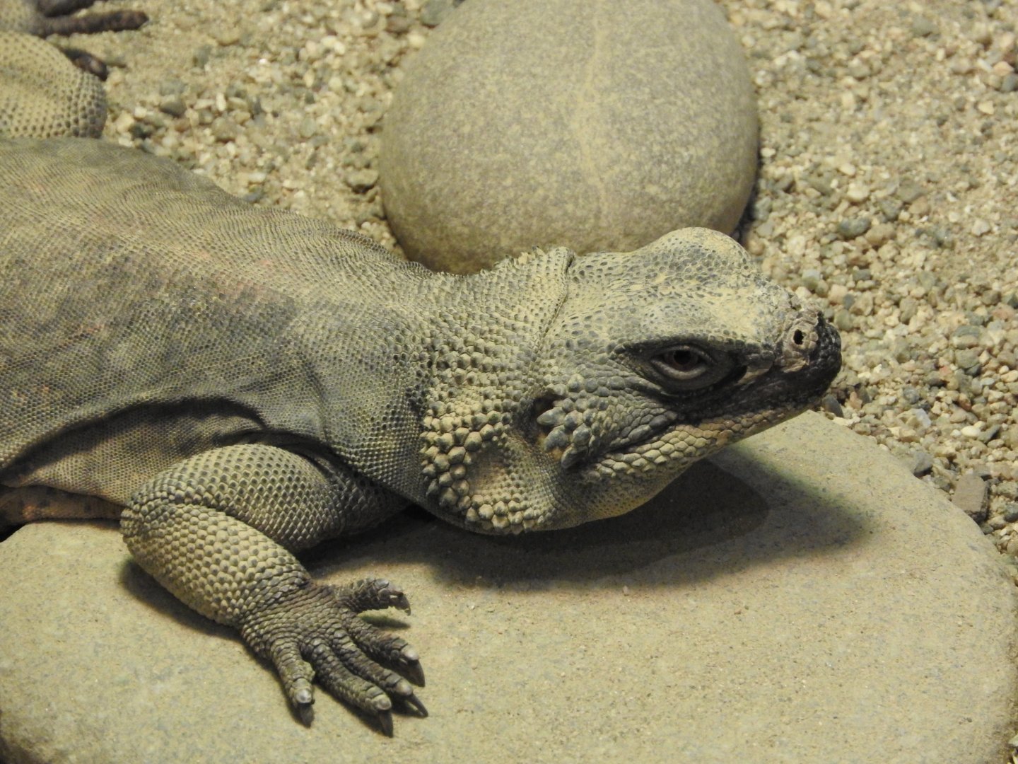 Chuckwalla