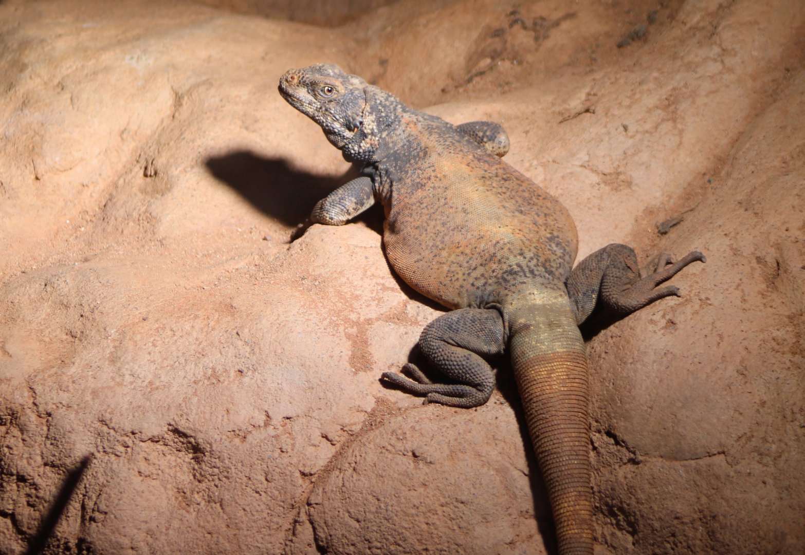 Chuckwalla