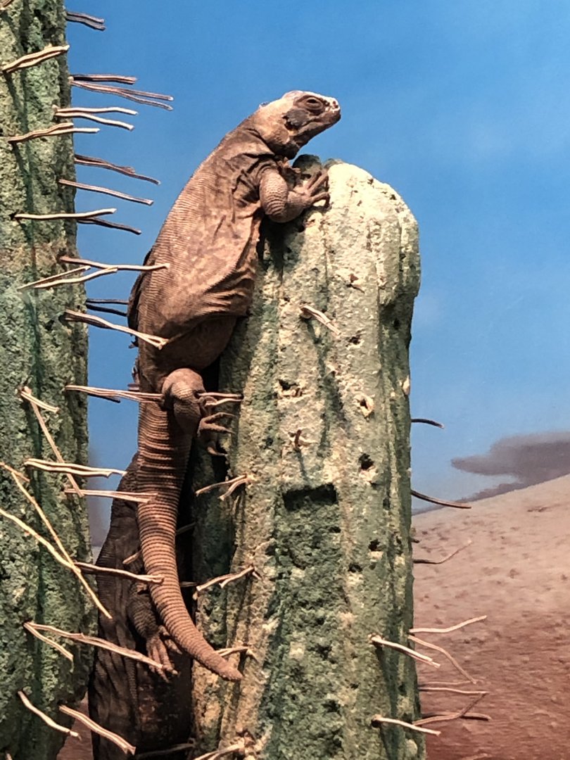 Chuckwalla