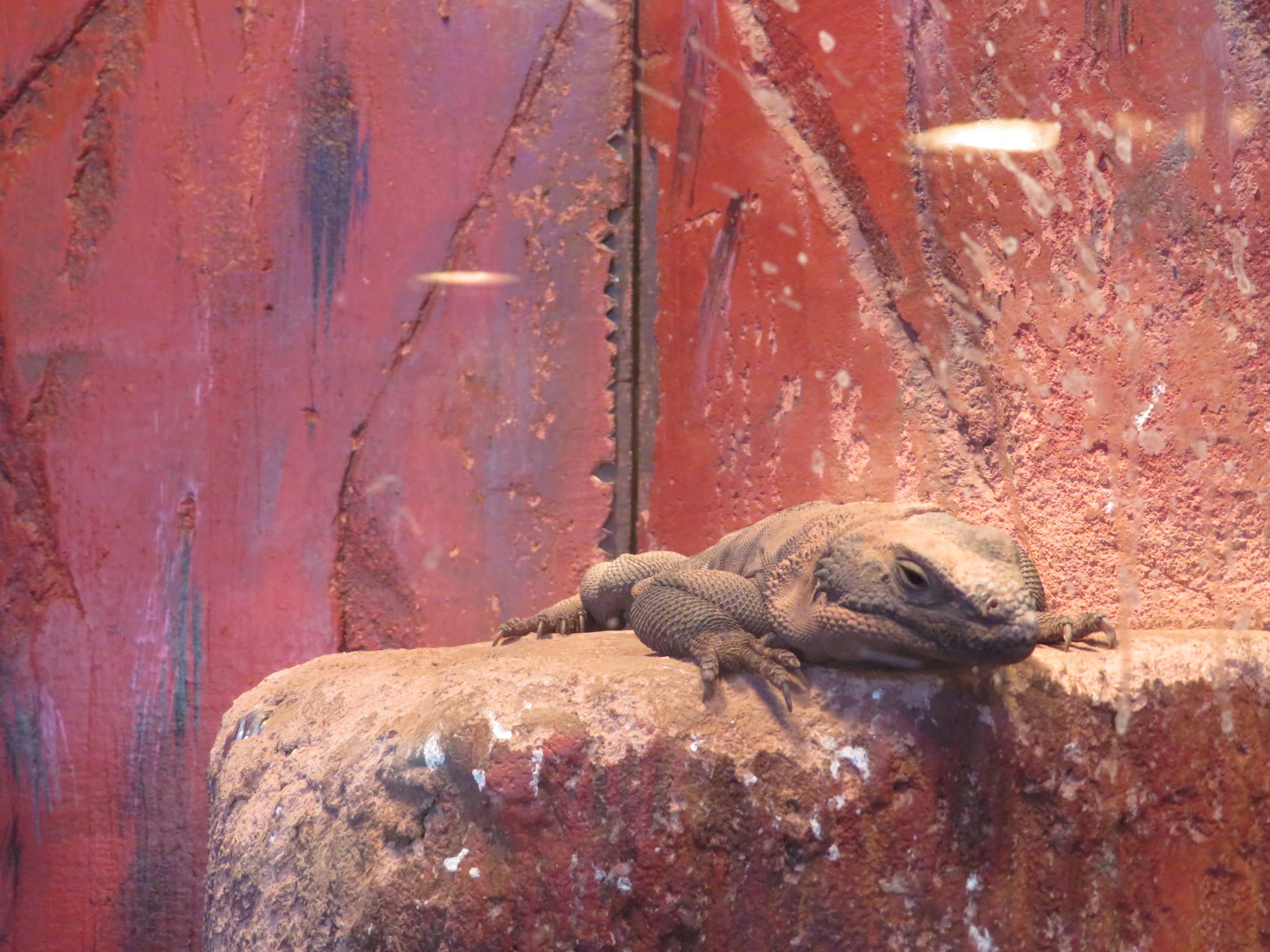 Chuckwalla