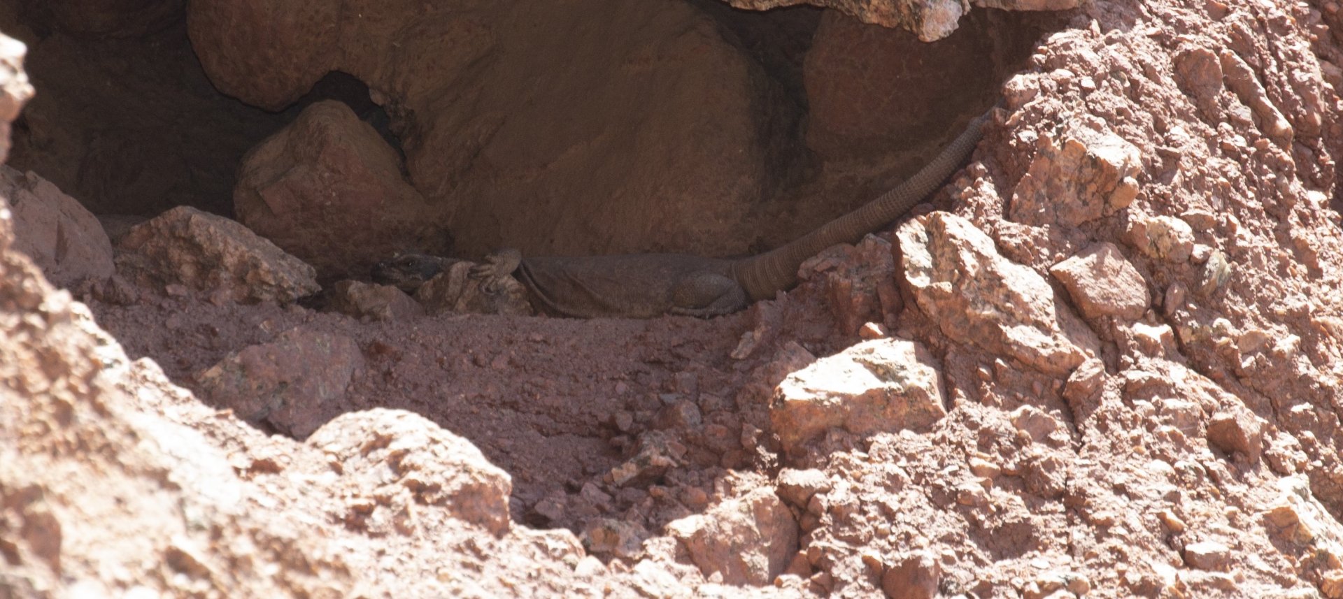 Chuckwalla
