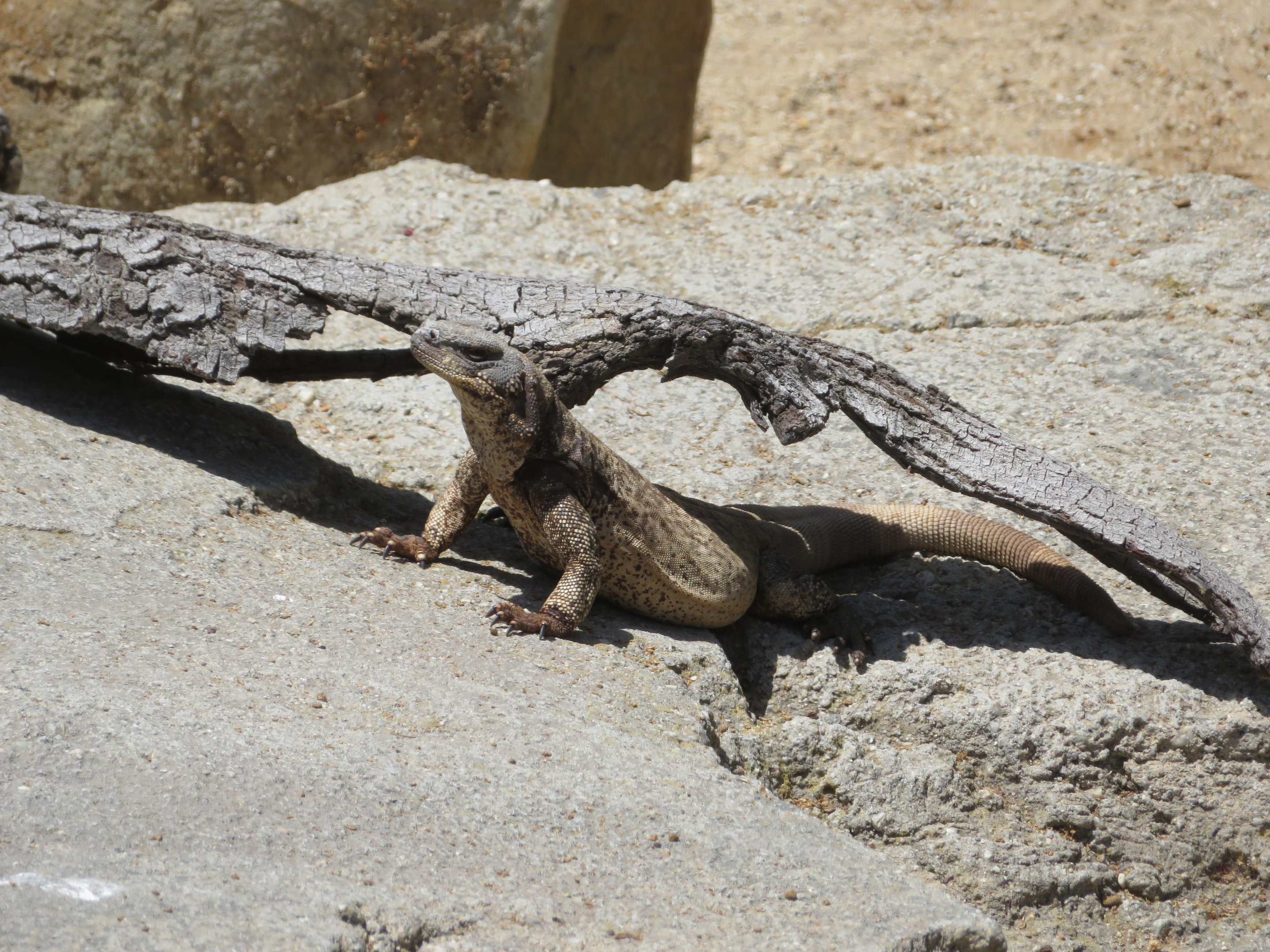 Chuckwalla