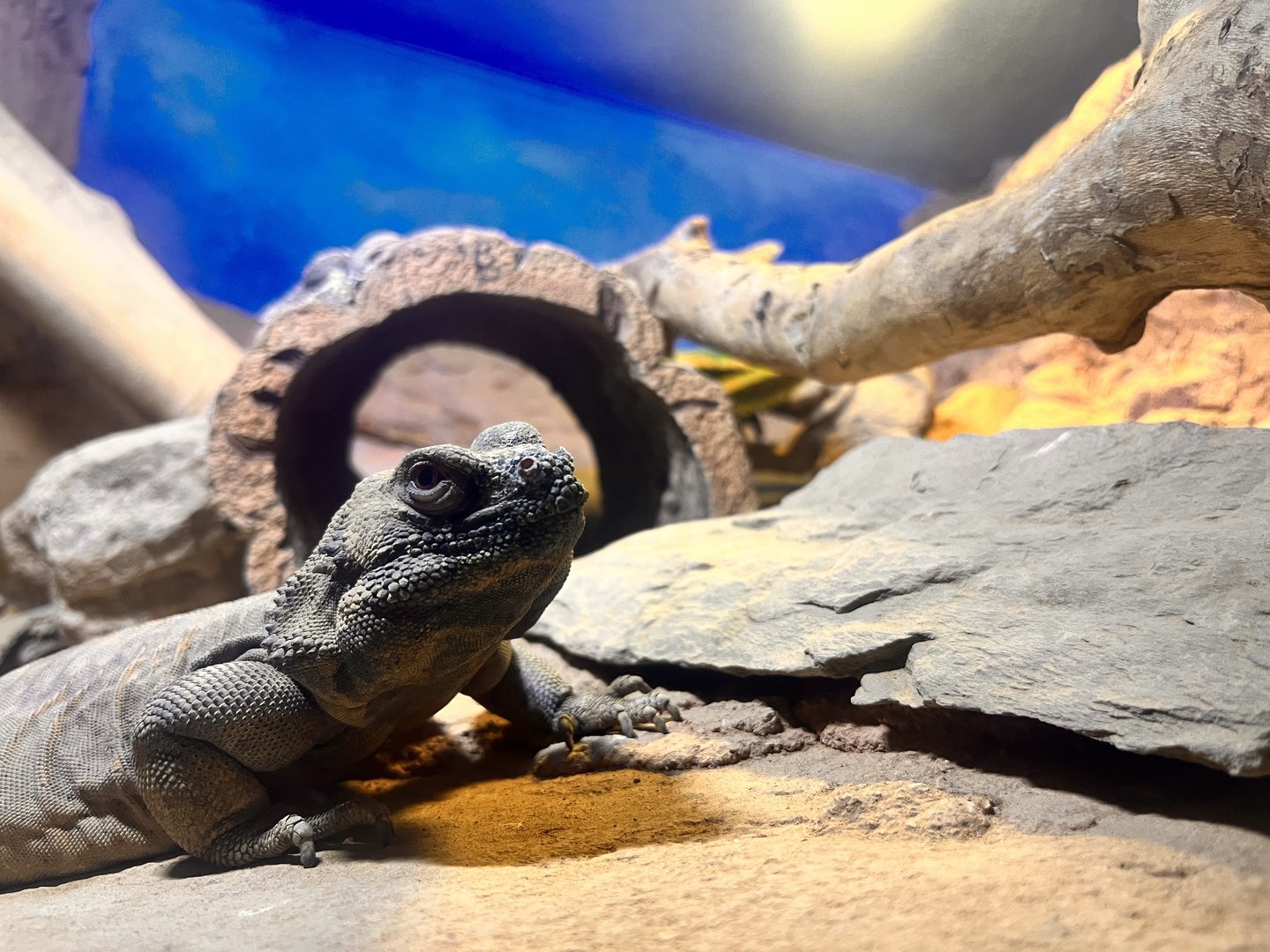 Chuckwalla