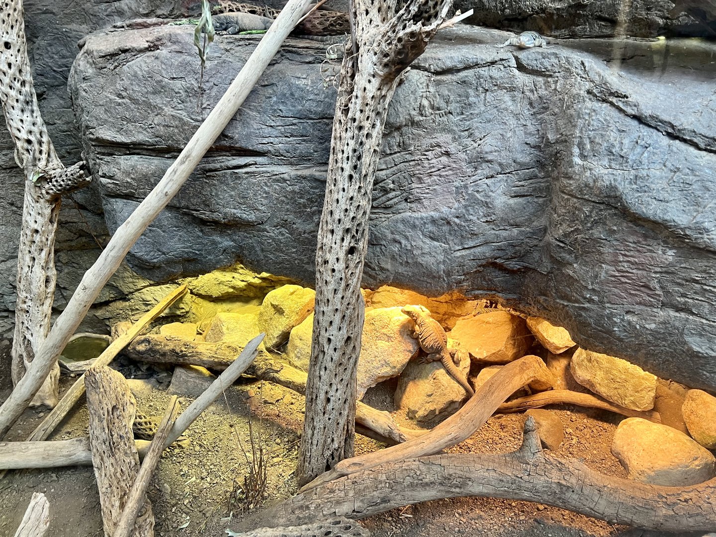 Chuckwalla