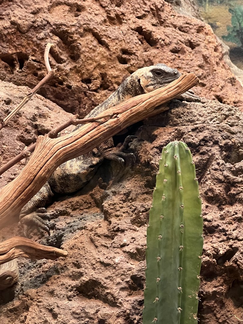 Chuckwalla