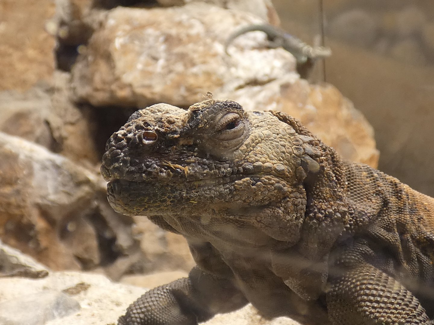 Chuckwalla