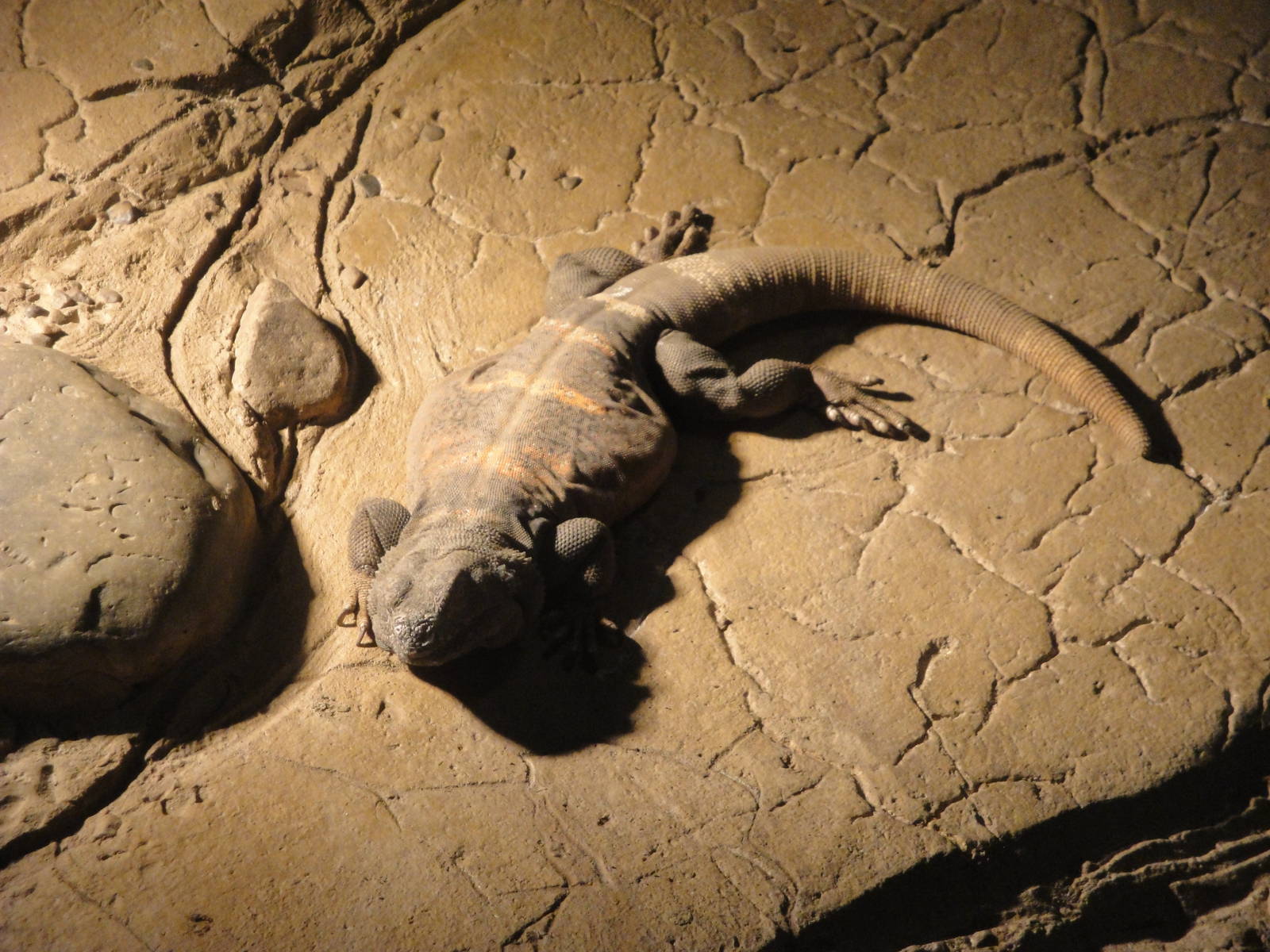 Chuckwalla
