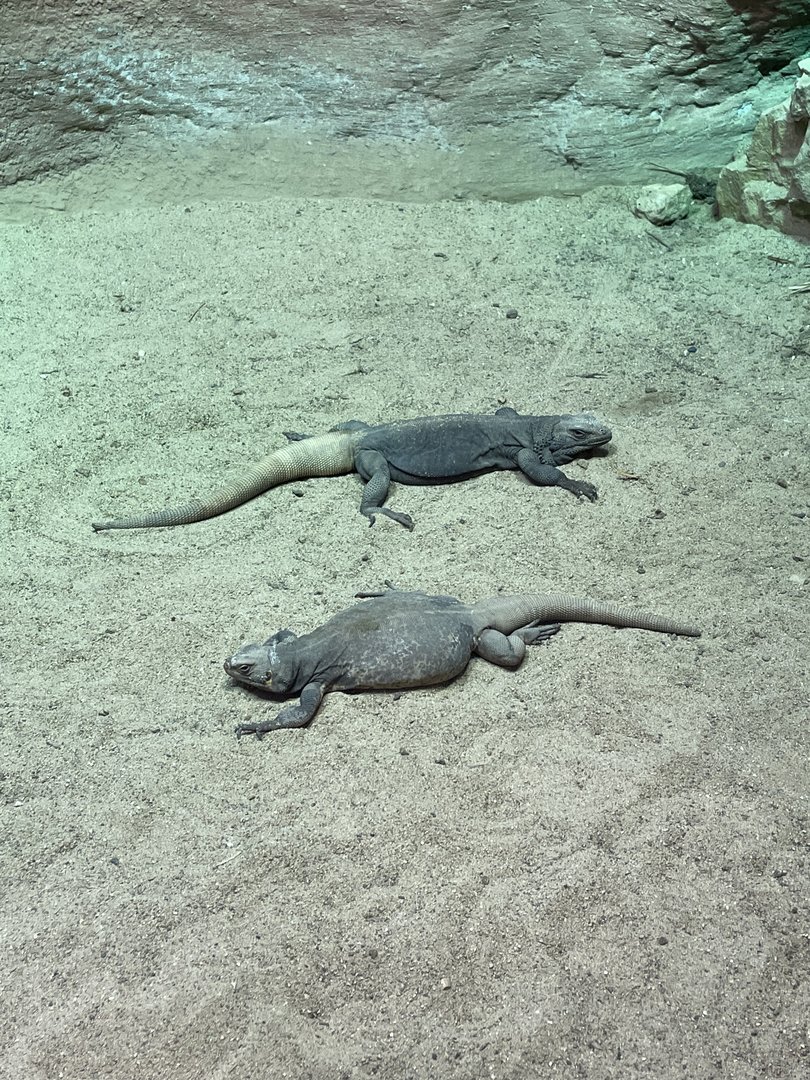 Chuckwallas (3/12/23)