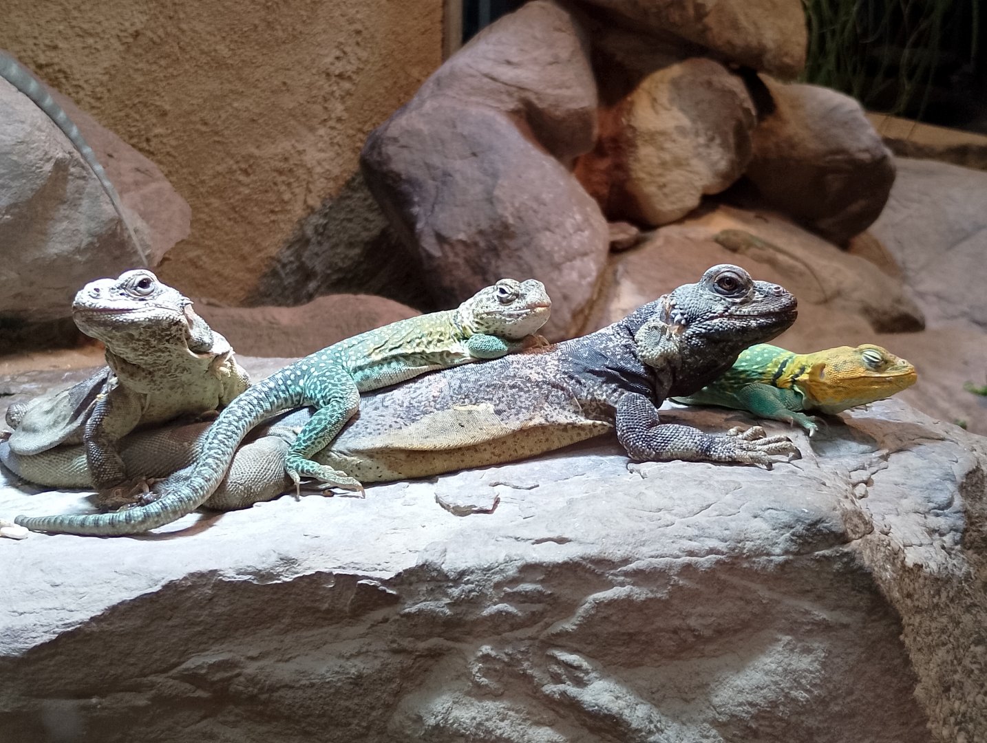 Chuckwallas and collared lizards