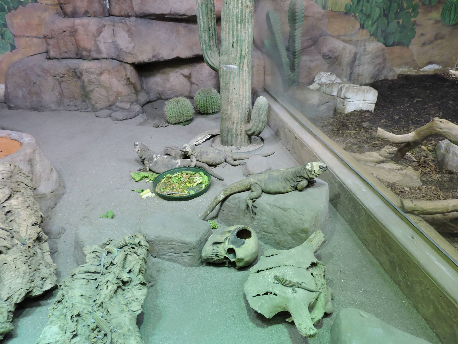 Chuckwallas and Whiptails