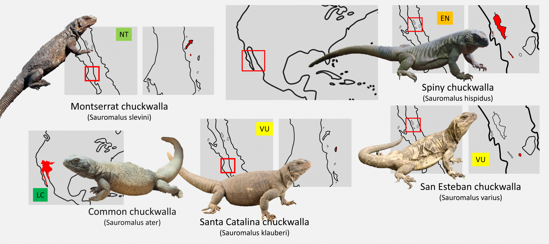 Chuckwallas distribution maps