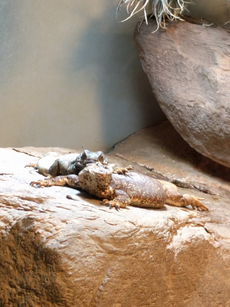 Chucwalla and Blue Rock Iguana Wilhelma