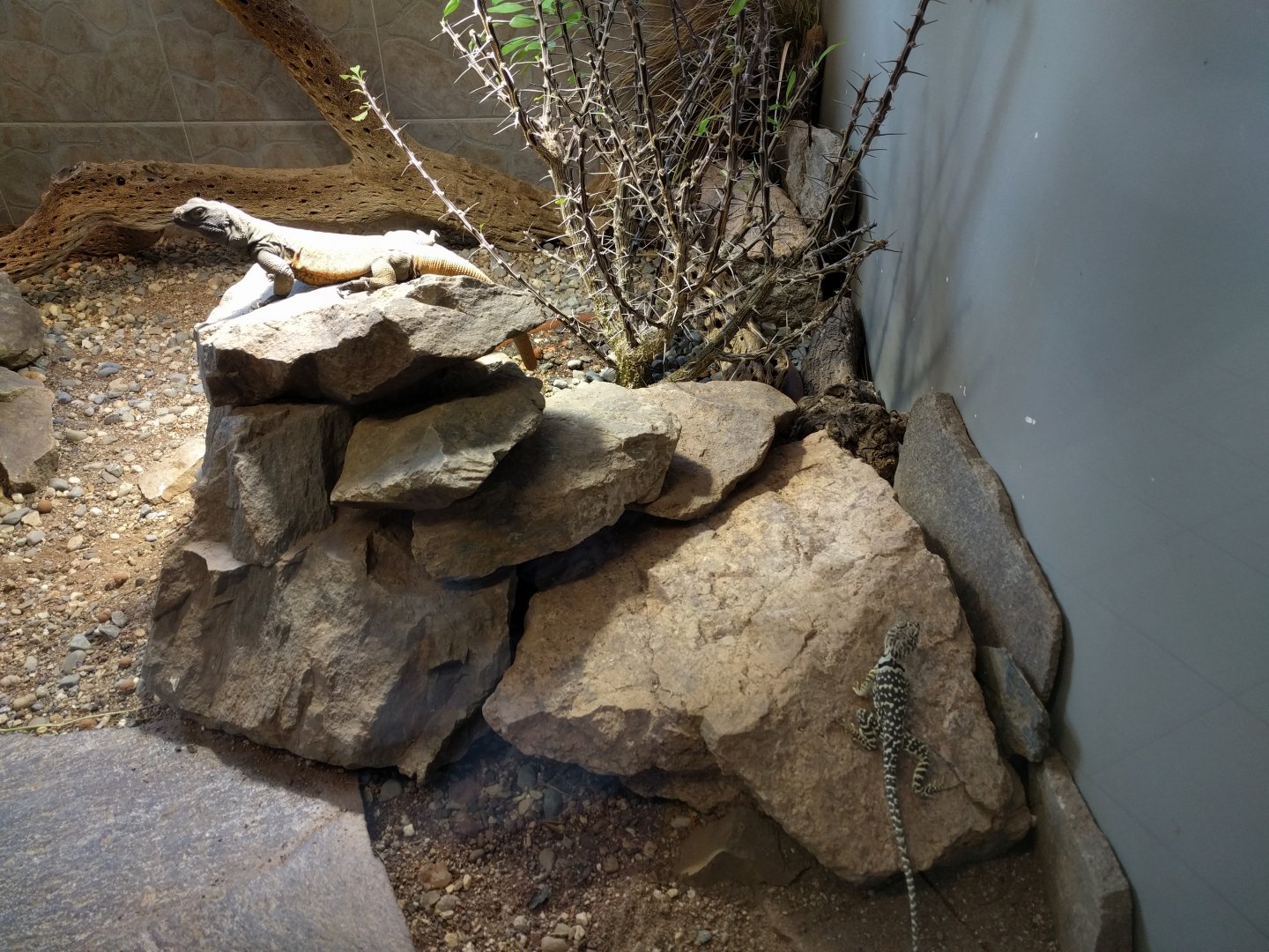Chucwalla and desert Iguana Enclosure