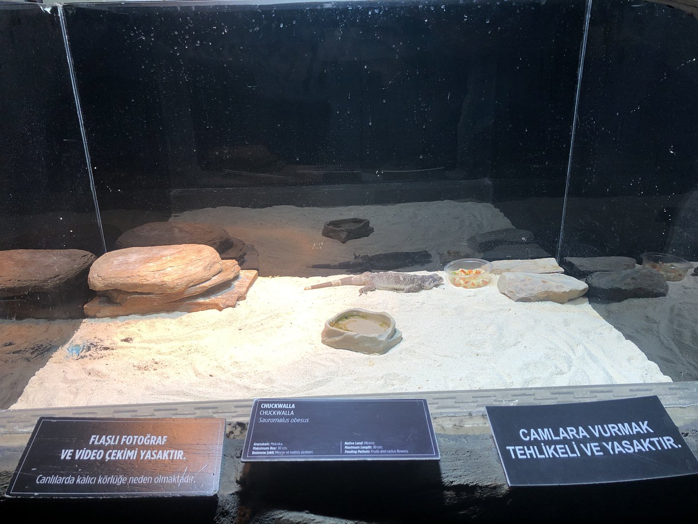 Chucwalla Enclosures at Aqua Vega