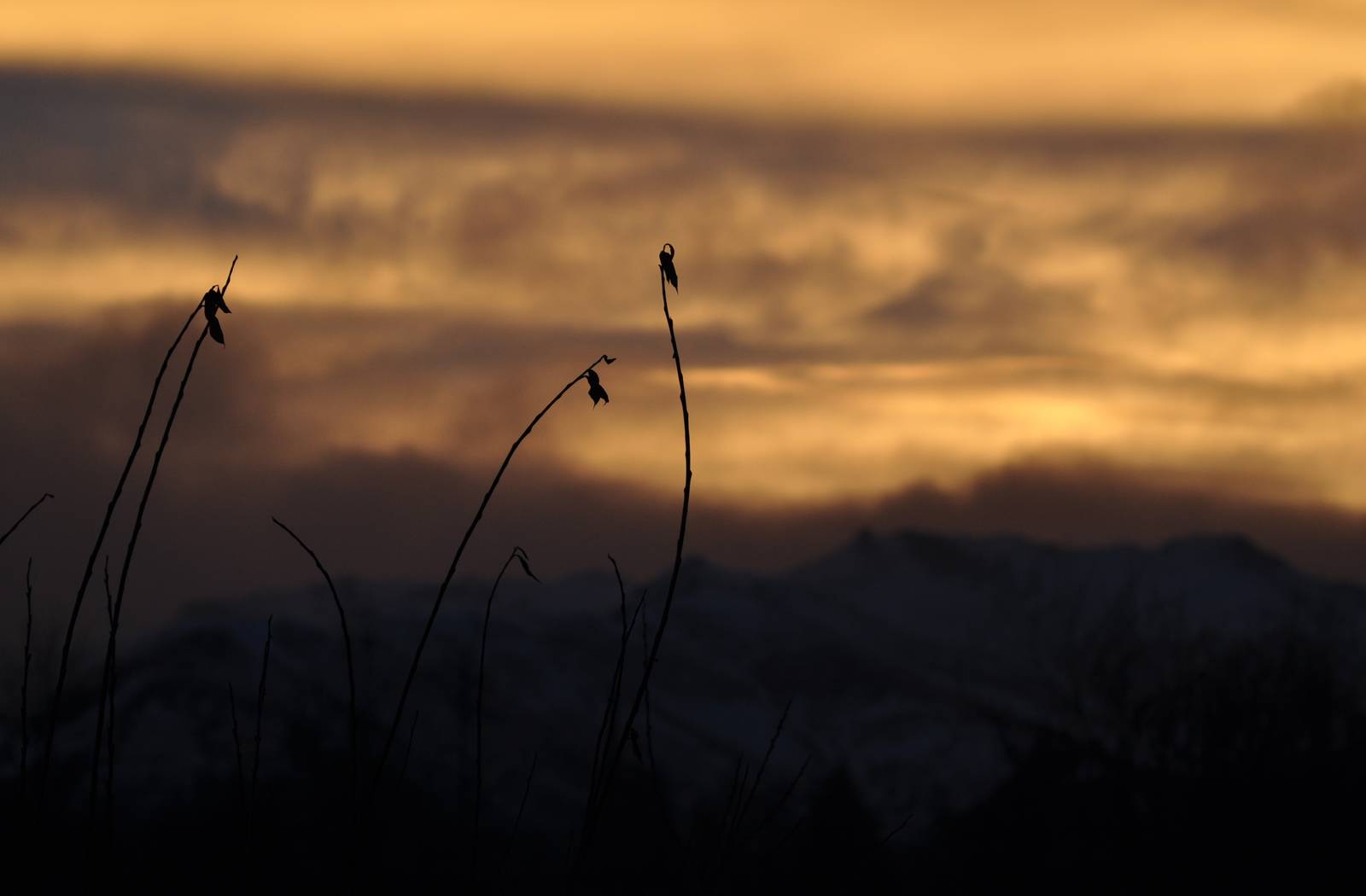 Chugach Sunrise - Alaska