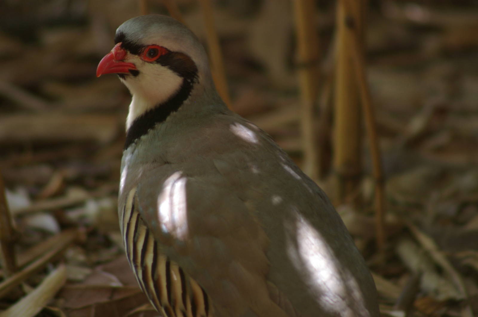chukar (Alectoris chukar)