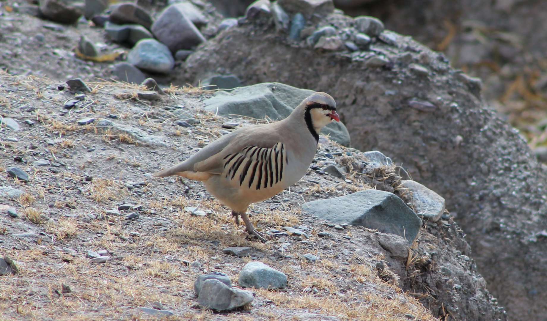 Chukar (Alectoris chukar)