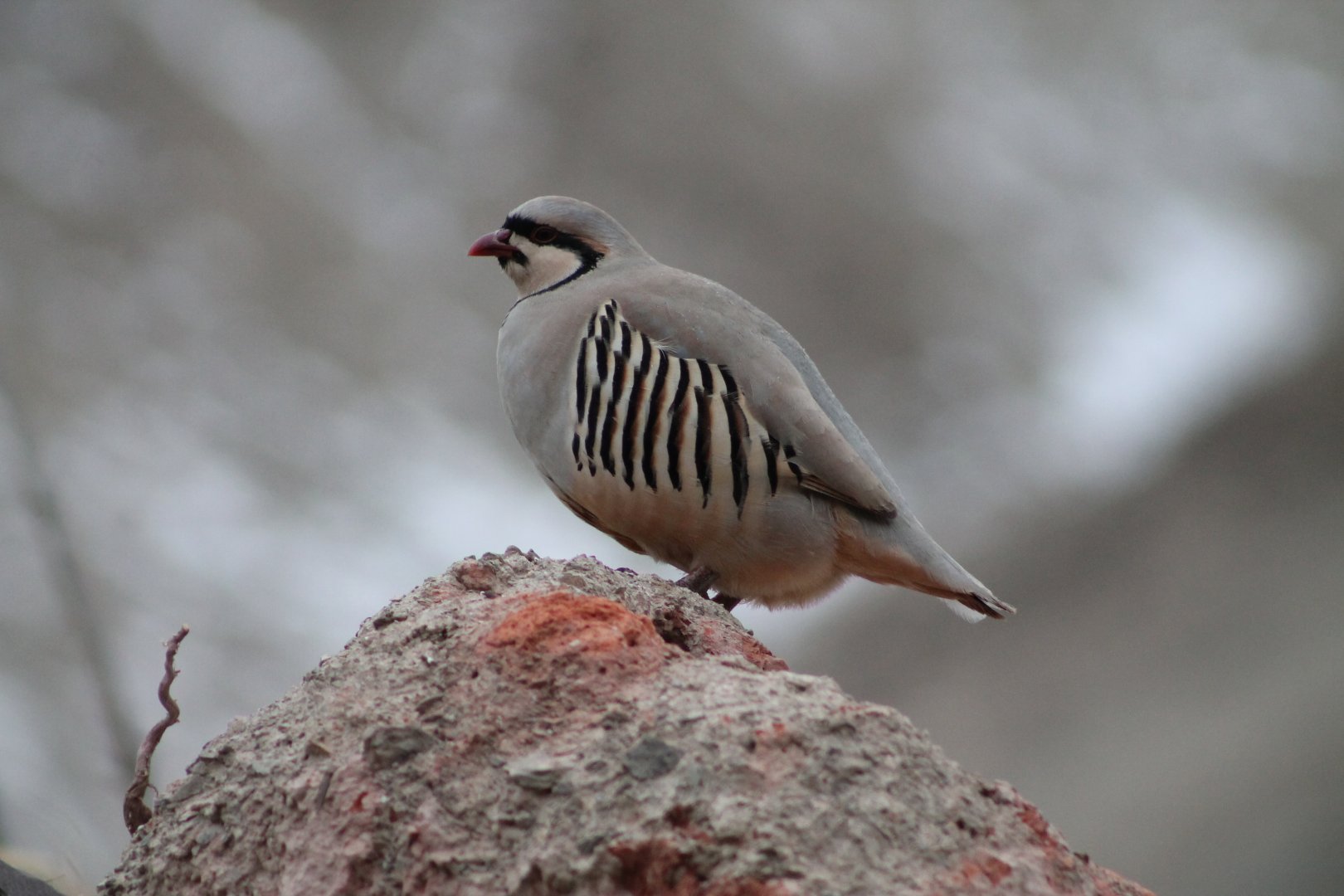 Chukar (Alectoris chukar)