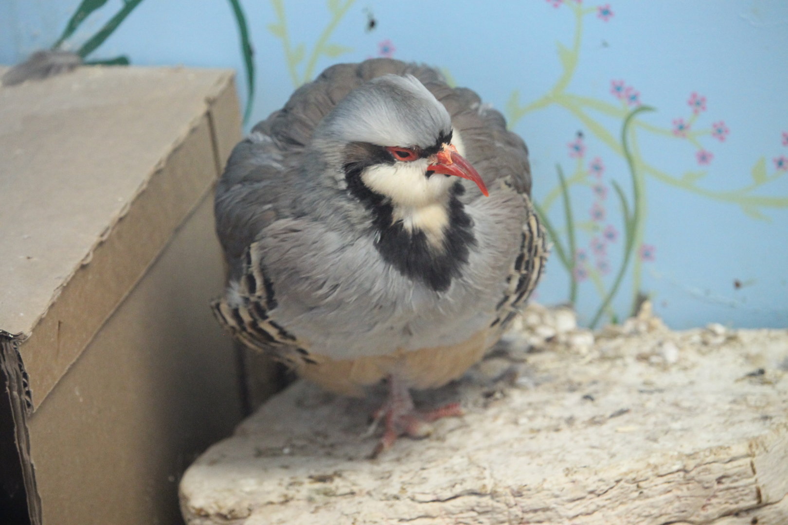 Chukar (Alectoris chukar)
