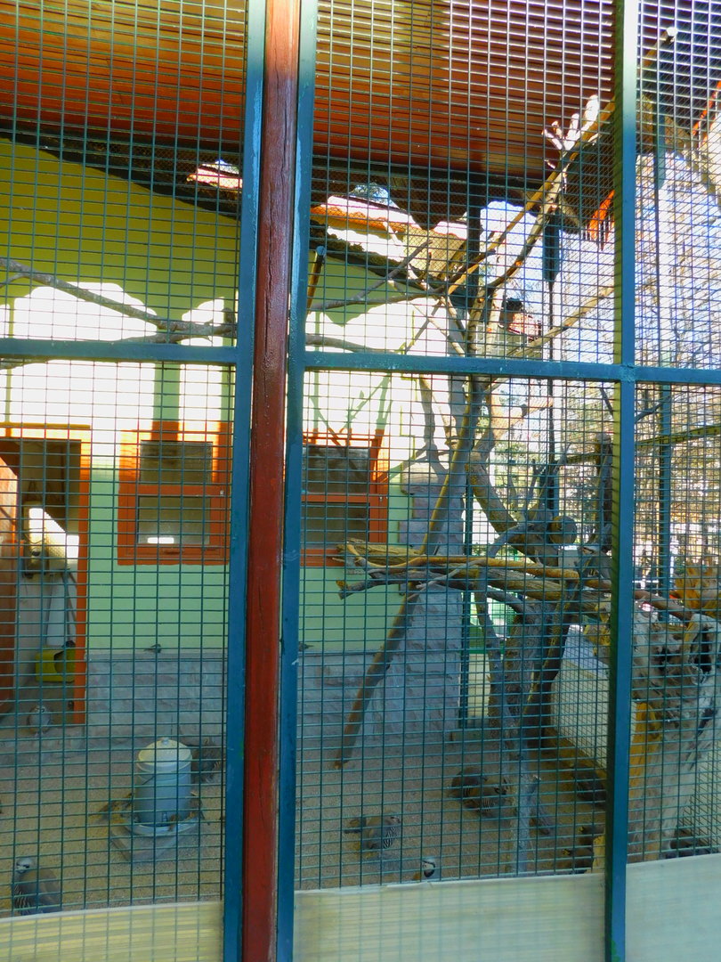 Chukar Enclosure at the Ankara Domestic Animal Park