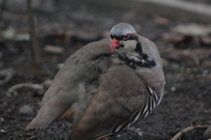 Chukar partridge (Alectoris chukar cf. chukar) - Suraloka Interactive Zoo