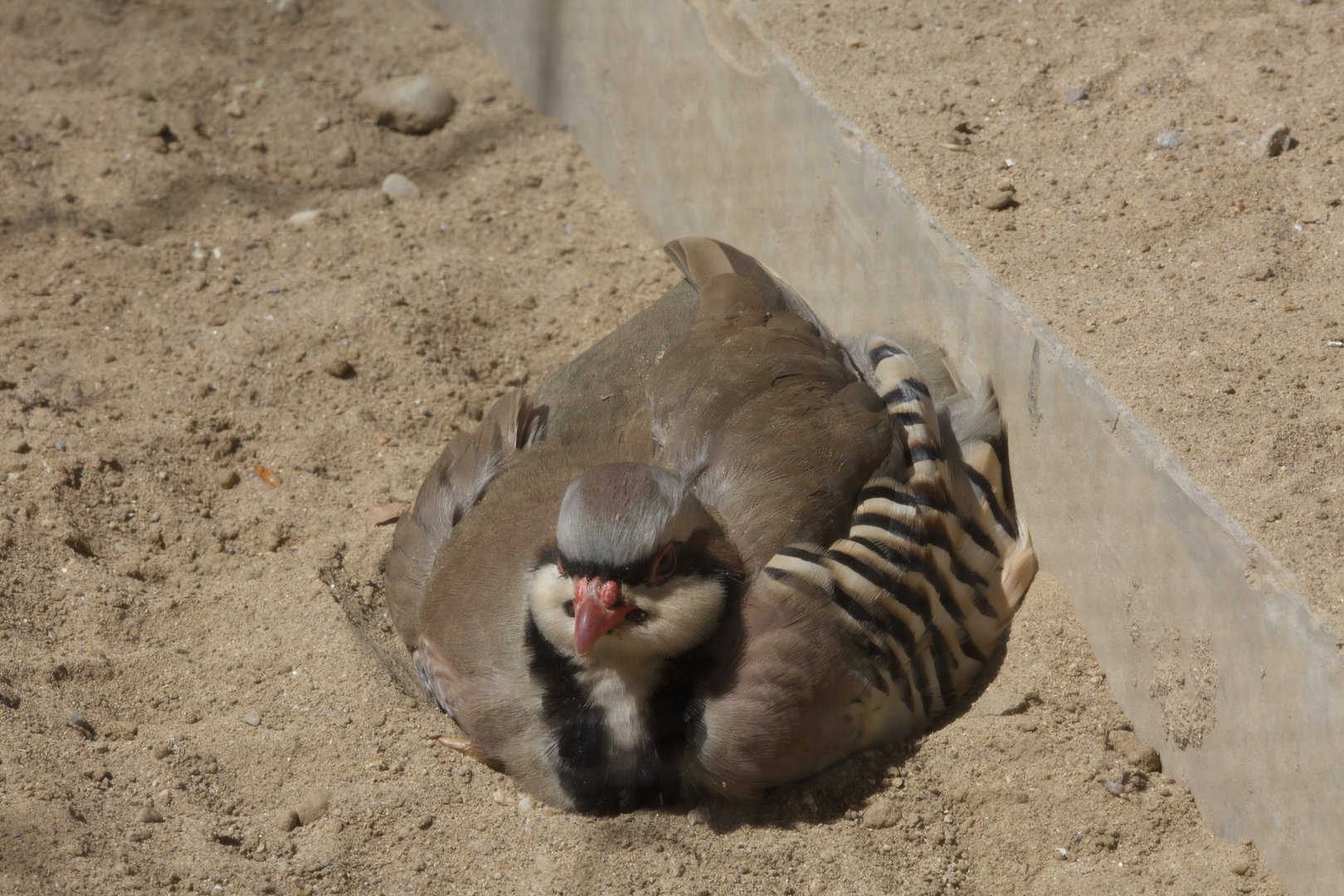 Chukar partridge/ Alectoris chukar, Dust bathing