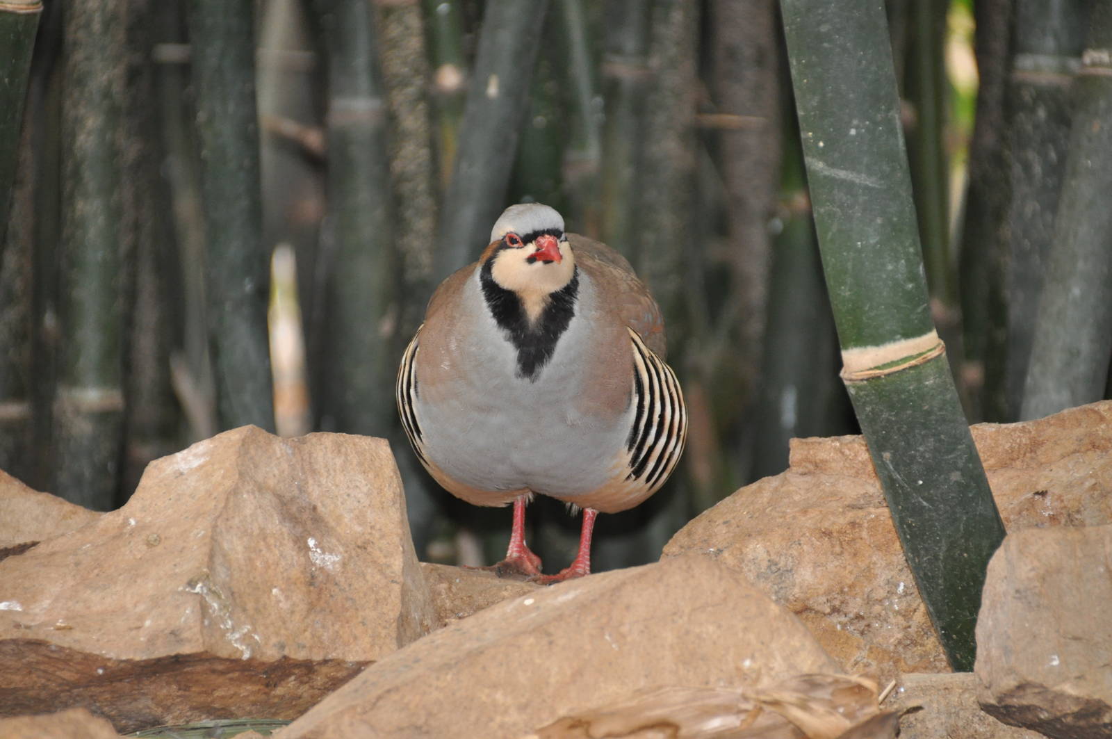 Chukar partridge/ Alectoris chukar