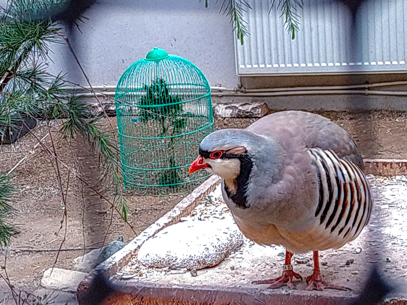 chukar partridge (Alectoris chukar)