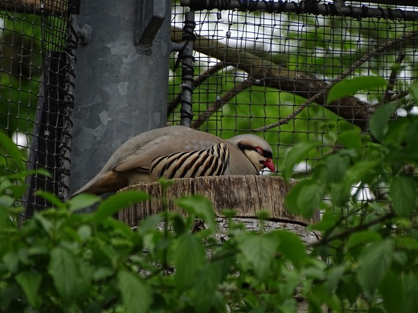 Chukar partridge (Alectoris chukar)
