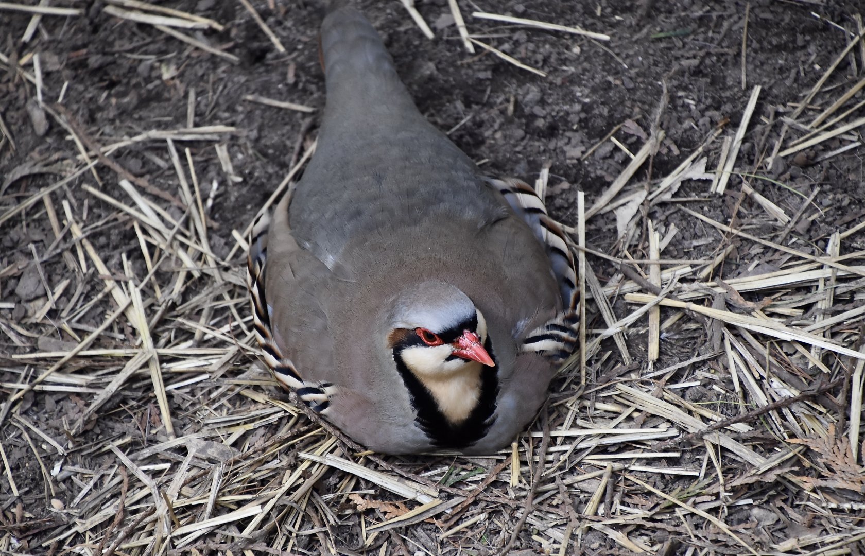 Chukar Partridge (Alectoris chukar)